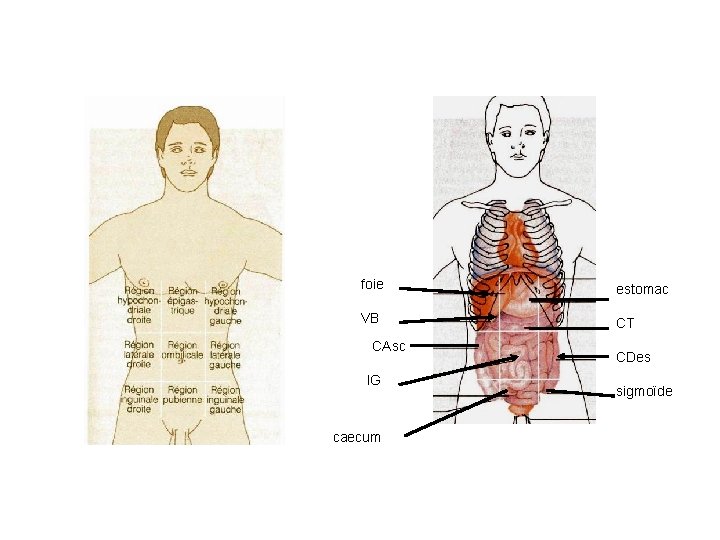 foie estomac VB CT CAsc IG caecum CDes sigmoïde 
