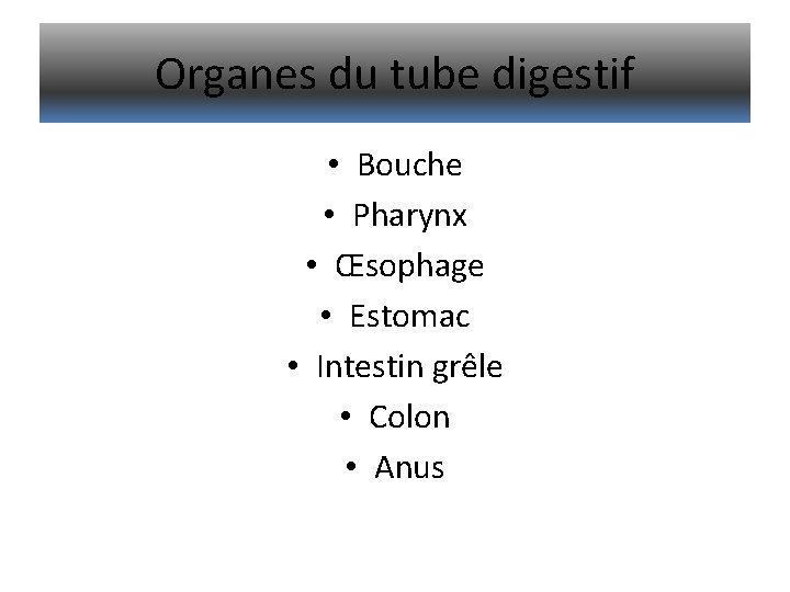 Organes du tube digestif • Bouche • Pharynx • Œsophage • Estomac • Intestin