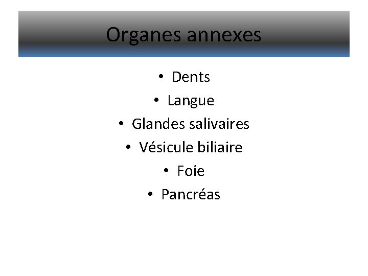 Organes annexes • Dents • Langue • Glandes salivaires • Vésicule biliaire • Foie