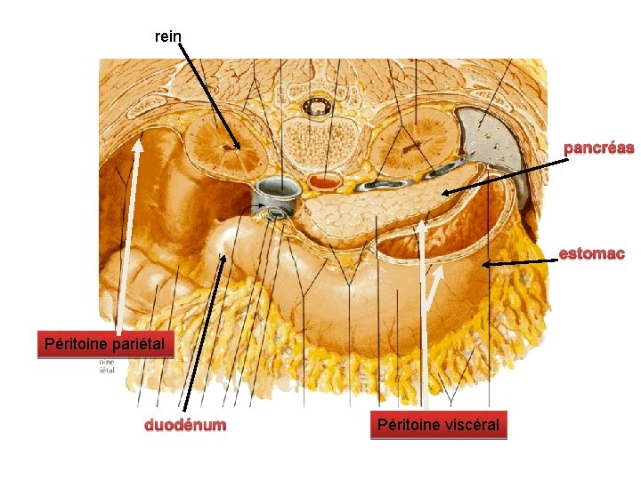 rein Péritoine pariétal Péritoine viscéral 