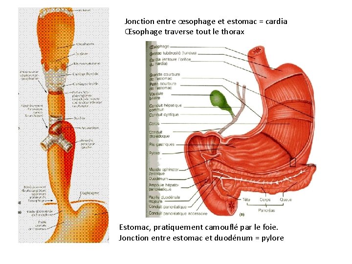 Jonction entre œsophage et estomac = cardia Œsophage traverse tout le thorax Estomac, pratiquement