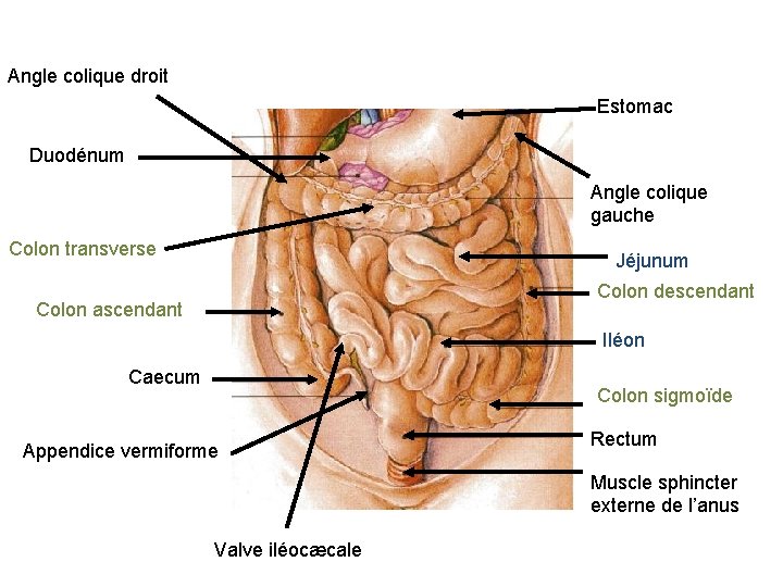 Angle colique droit Estomac Duodénum Angle colique gauche Colon transverse Jéjunum Colon descendant Colon