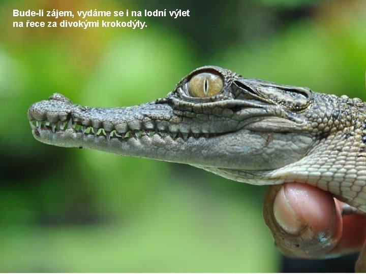 Bude-li zájem, vydáme se i na lodní výlet na řece za divokými krokodýly. 