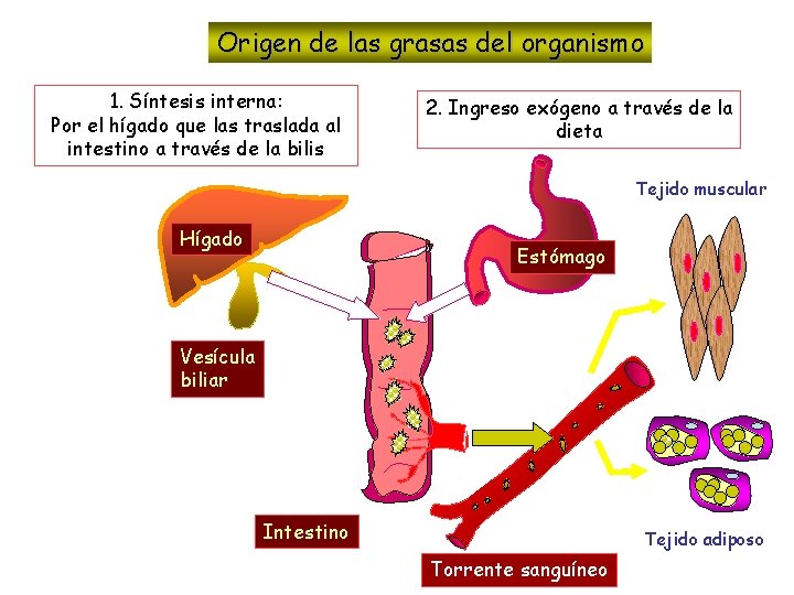 Origen de las grasas del organismo 1. Síntesis interna: Por el hígado que las