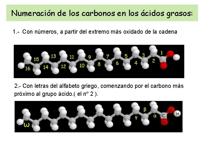 Numeración de los carbonos en los ácidos grasos: 1. - Con números, a partir