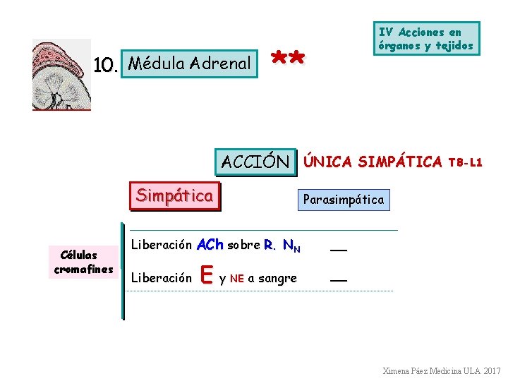 10. Médula Adrenal IV Acciones en órganos y tejidos ** ACCIÓN ÚNICA SIMPÁTICA Simpática