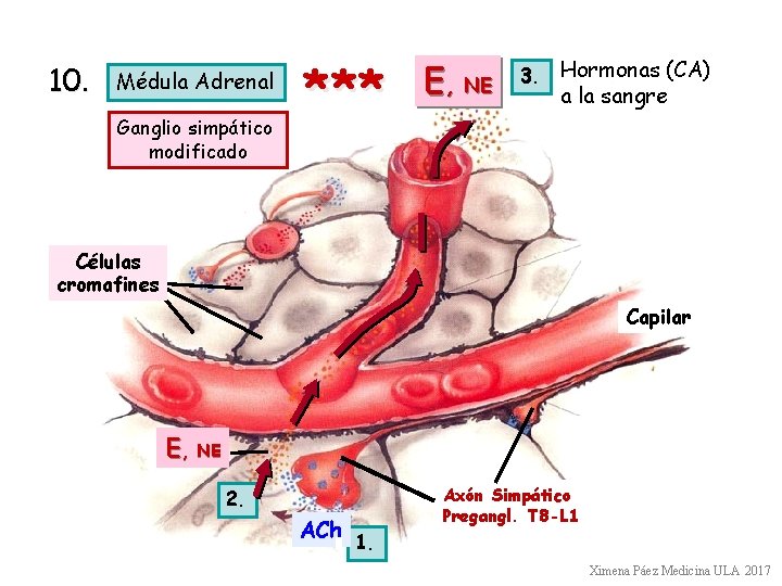 10. Médula Adrenal Ganglio simpático modificado *** E, NE 3. Hormonas (CA) a la