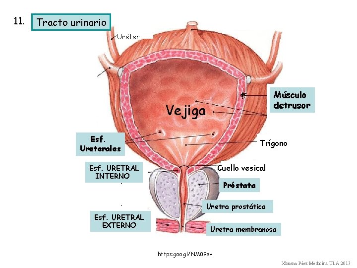 11. Tracto urinario Uréter Músculo detrusor Vejiga Esf. Ureterales Trígono Cuello vesical Esf. URETRAL