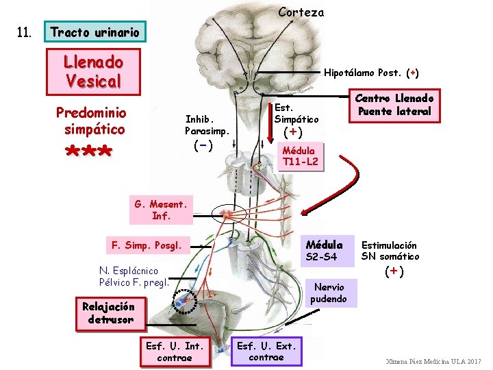 Corteza 11. Tracto urinario Llenado Vesical Hipotálamo Post. (+) Predominio simpático Inhib. Parasimp. (-
