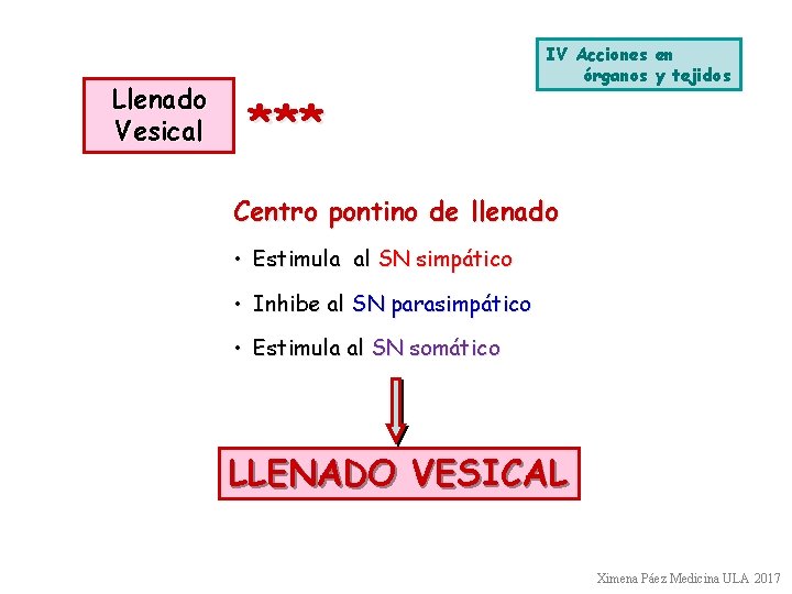 Llenado Vesical IV Acciones en órganos y tejidos *** Centro pontino de llenado •