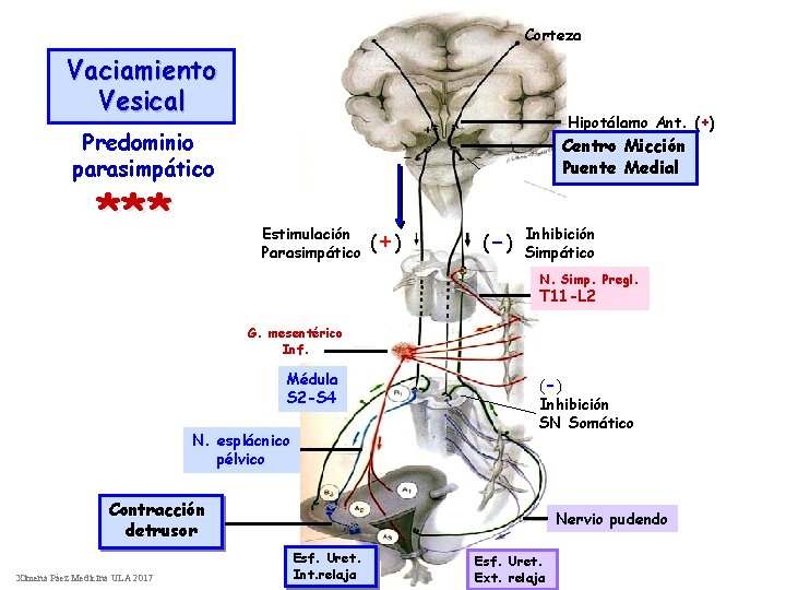 Corteza Vaciamiento Vesical Hipotálamo Ant. (+) Predominio parasimpático *** Centro Micción Puente Medial Estimulación