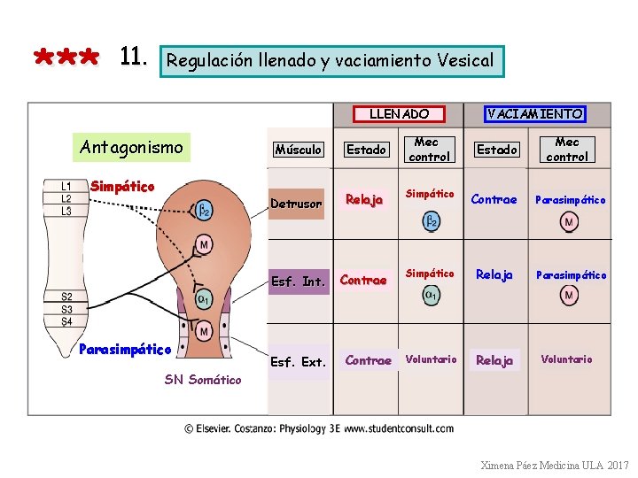 *** 11. Regulación llenado y vaciamiento Vesical LLENADO Antagonismo Simpático Parasimpático Mec control VACIAMIENTO