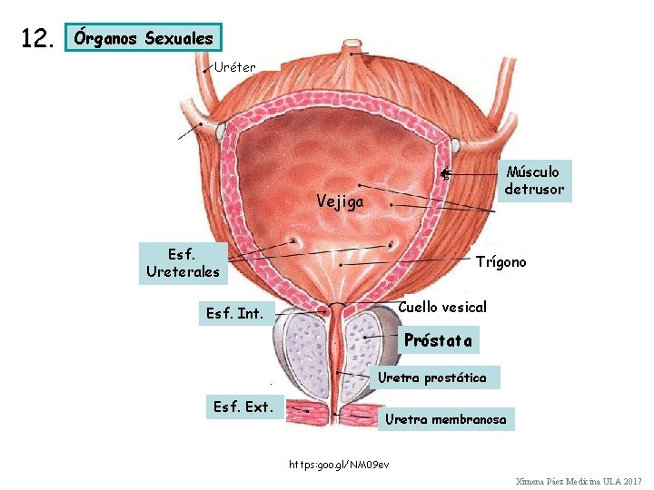12. Órganos Sexuales Uréter Músculo detrusor Vejiga Esf. Ureterales Trígono Cuello vesical Esf. Int.