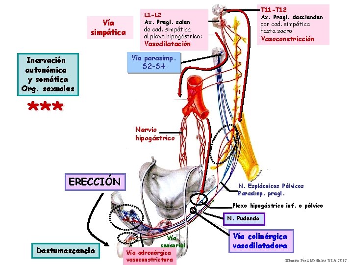 Vía simpática T 11 -T 12 Ax. Pregl. descienden por cad. simpática hasta sacro