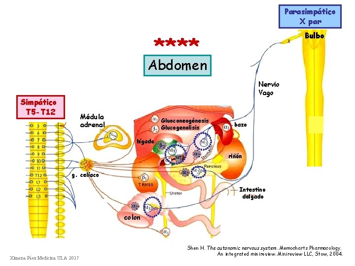 Parasimpático X par Bulbo **** Abdomen Nervio Vago Simpático T 5 -T 12 Médula