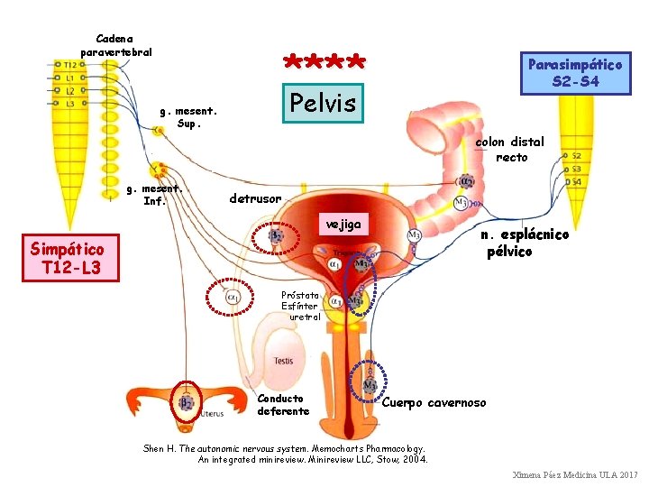 Cadena paravertebral **** Parasimpático S 2 -S 4 Pelvis g. mesent. Sup. colon distal