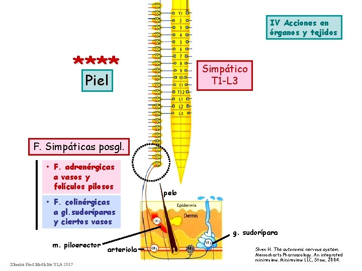 IV Acciones en órganos y tejidos **** Simpático T 1 -L 3 Piel F.