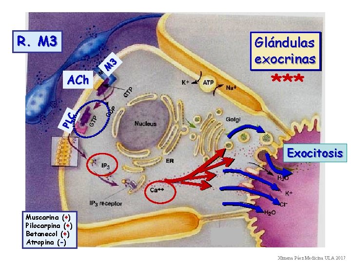 Glándulas exocrinas *** PLC ACh M 3 R. M 3 Exocitosis Muscarina (+) Pilocarpina