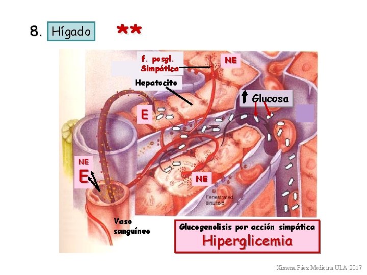 8. Hígado ** f. posgl. Simpática NE Hepatocito Glucosa E NE Vaso sanguíneo Glucogenolisis