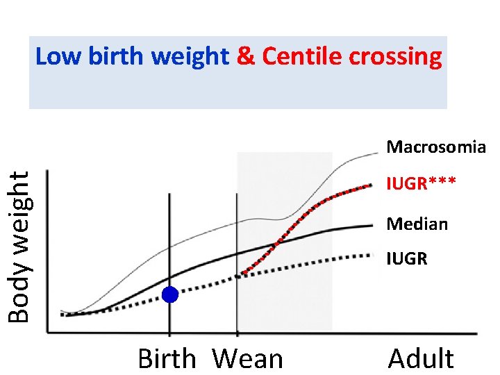 Low birth weight & Centile crossing Body weight Macrosomia IUGR*** Median IUGR Birth Wean