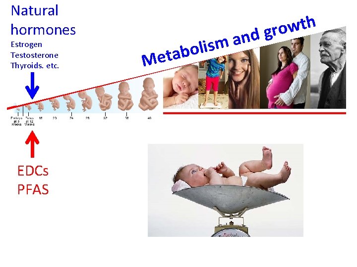 Natural hormones Estrogen Testosterone Thyroids. etc. EDCs PFAS Met a m s i l