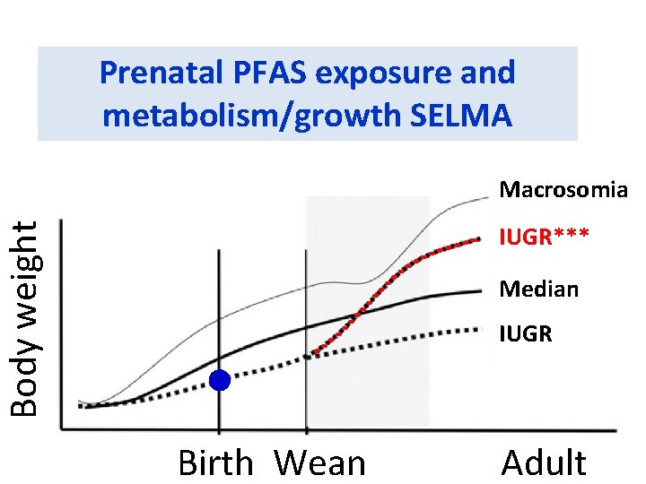 Prenatal PFAS exposure and metabolism/growth SELMA Body weight Macrosomia IUGR*** Median IUGR Birth Wean