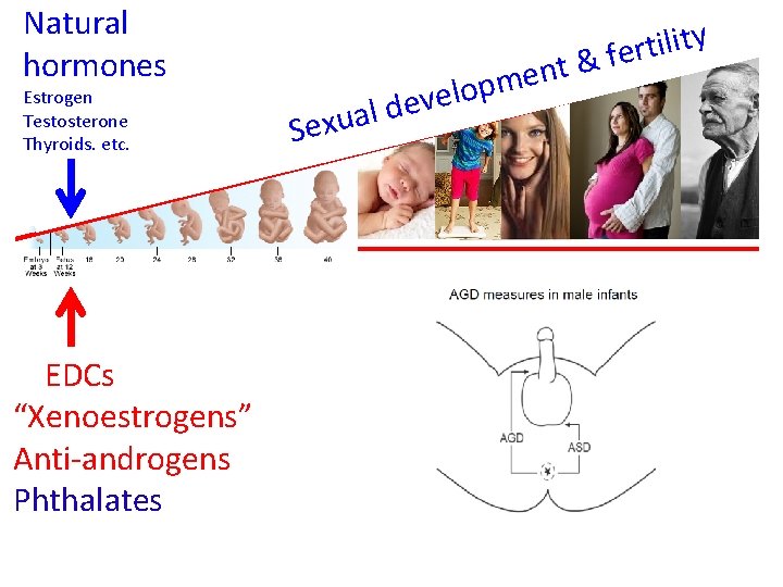 Natural hormones Estrogen Testosterone Thyroids. etc. EDCs “Xenoestrogens” Anti-androgens Phthalates l a u x