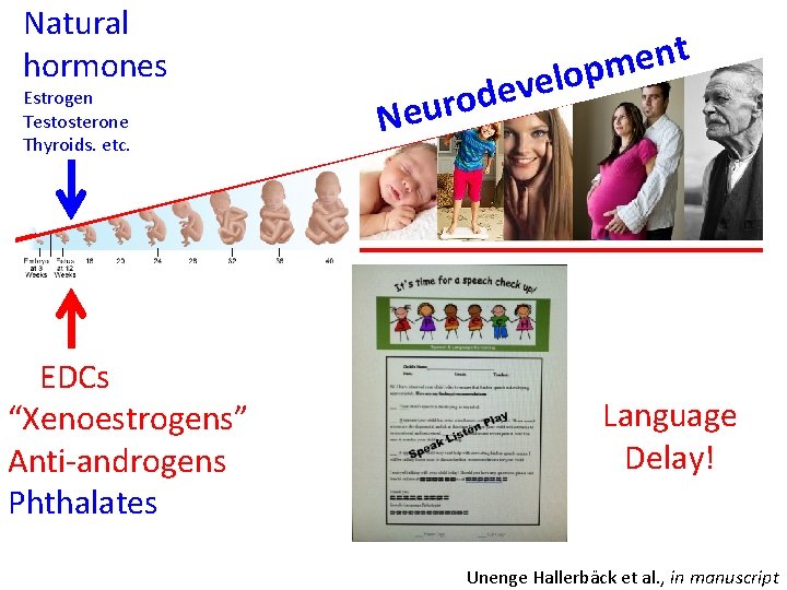 Natural hormones Estrogen Testosterone Thyroids. etc. EDCs “Xenoestrogens” Anti-androgens Phthalates t n e m