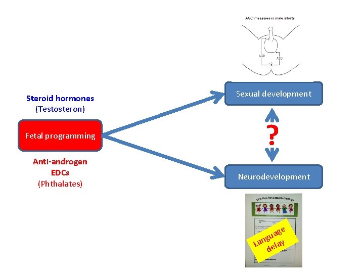 Steroid hormones (Testosteron) Sexual development Fetal programming ? Anti-androgen EDCs (Phthalates) Neurodevelopment ge a