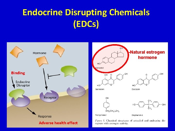 Endocrine Disrupting Chemicals (EDCs) -Natural estrogen hormone Binding Adverse health effect 