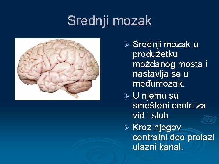 Srednji mozak Ø Srednji mozak u produžetku moždanog mosta i nastavlja se u međumozak.