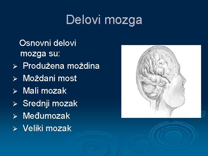 Delovi mozga Osnovni delovi mozga su: Ø Produžena moždina Ø Moždani most Ø Mali