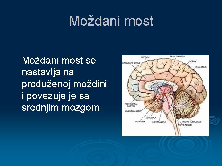 Moždani most se nastavlja na produženoj moždini i povezuje je sa srednjim mozgom. 