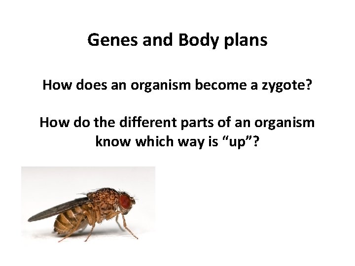 Genes and Body plans How does an organism become a zygote? How do the