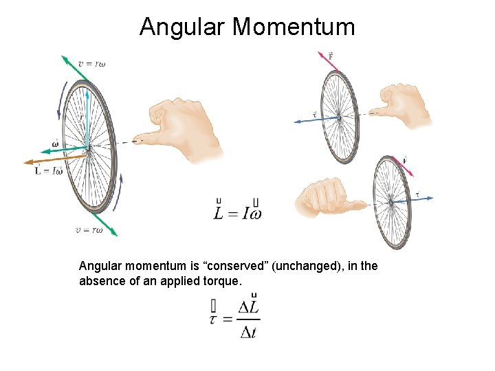 Angular Momentum Angular momentum is “conserved” (unchanged), in the absence of an applied torque. Angular Momentum Angular momentum is “conserved” (unchanged), in the absence of an applied torque.