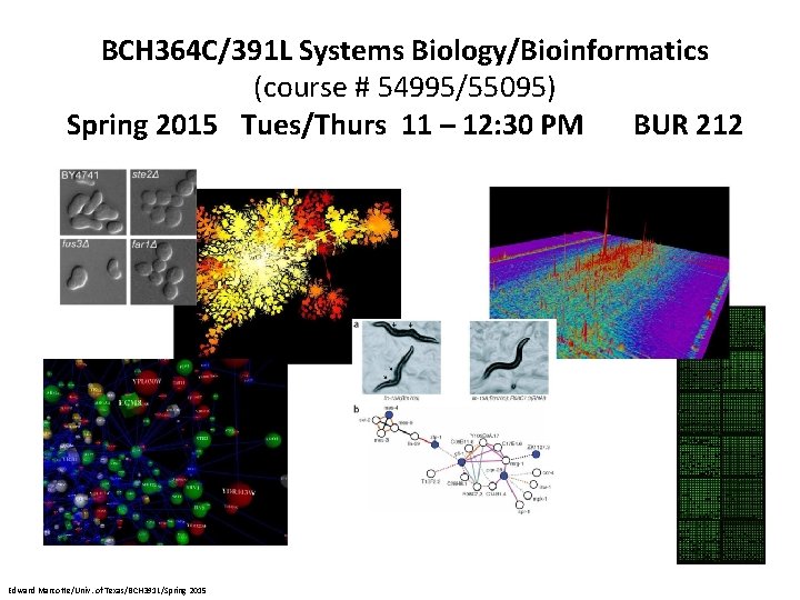 BCH 364 C/391 L Systems Biology/Bioinformatics (course # 54995/55095) Spring 2015 Tues/Thurs 11 –