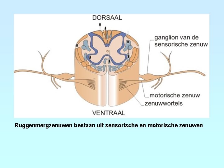 Ruggenmergzenuwen bestaan uit sensorische en motorische zenuwen 