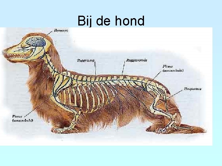 Bij de hond 