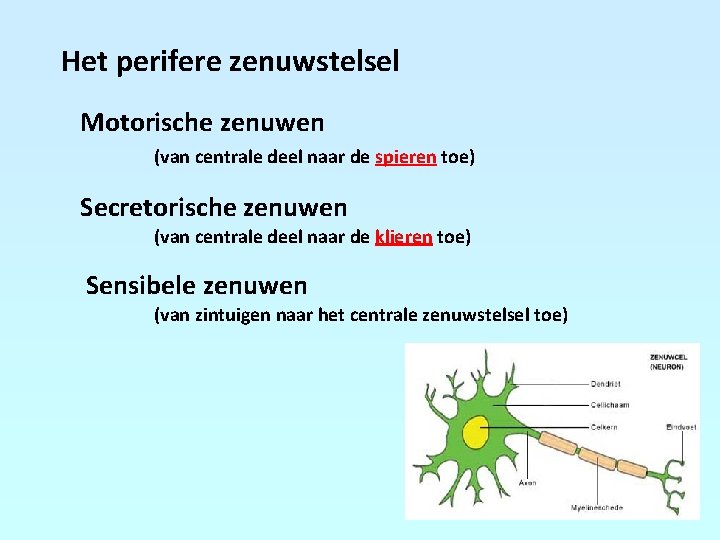 Het perifere zenuwstelsel Motorische zenuwen (van centrale deel naar de spieren toe) Secretorische zenuwen