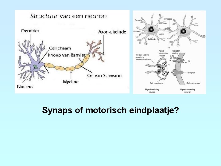 Synaps of motorisch eindplaatje? 