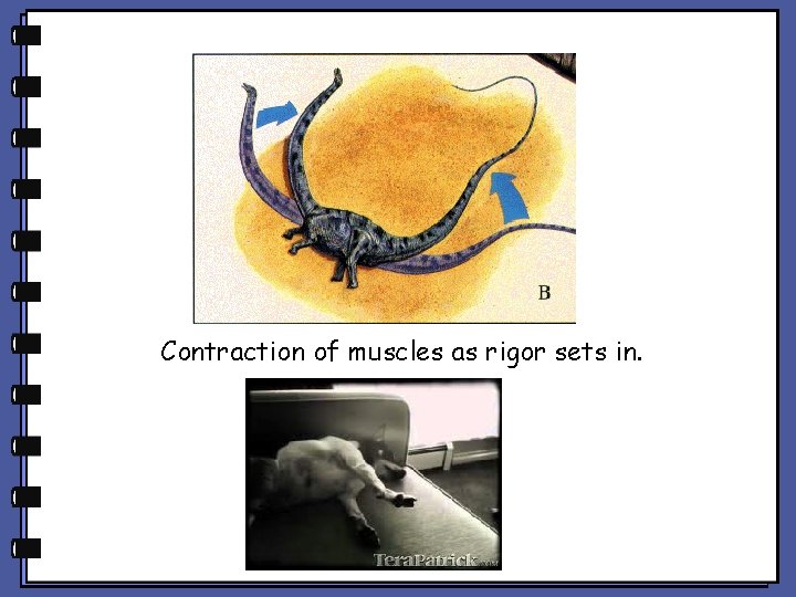 Contraction of muscles as rigor sets in. Contraction of muscles as rigor sets in.