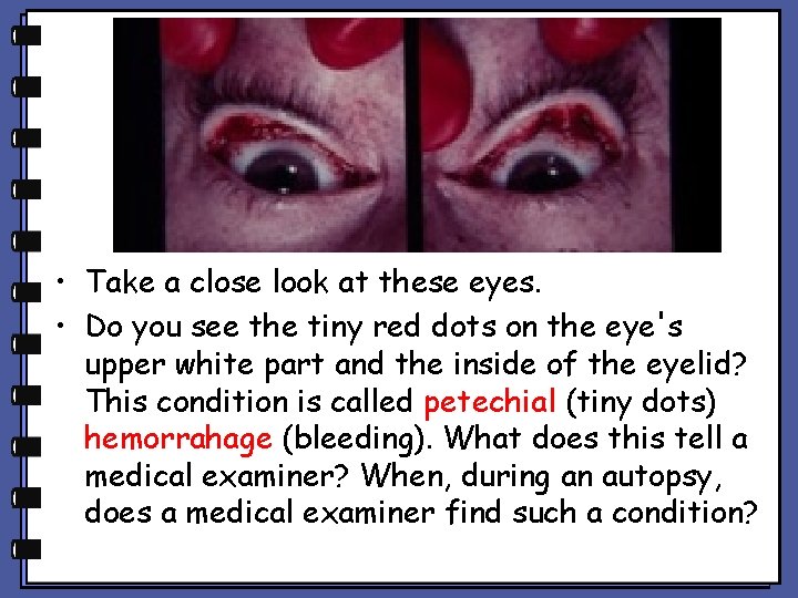 • Take a close look at these eyes. • Do you see the • Take a close look at these eyes. • Do you see the