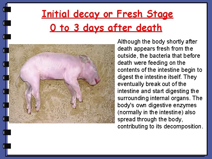 Initial decay or Fresh Stage 0 to 3 days after death Although the body Initial decay or Fresh Stage 0 to 3 days after death Although the body