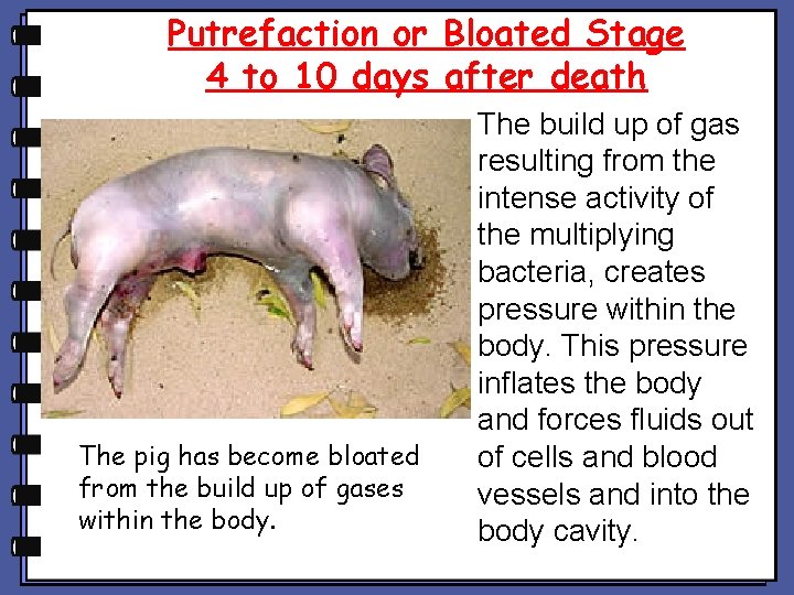 Putrefaction or Bloated Stage 4 to 10 days after death The pig has become Putrefaction or Bloated Stage 4 to 10 days after death The pig has become