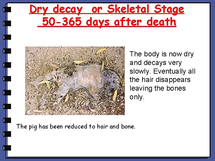 Dry decay or Skeletal Stage 50 -365 days after death The body is now Dry decay or Skeletal Stage 50 -365 days after death The body is now