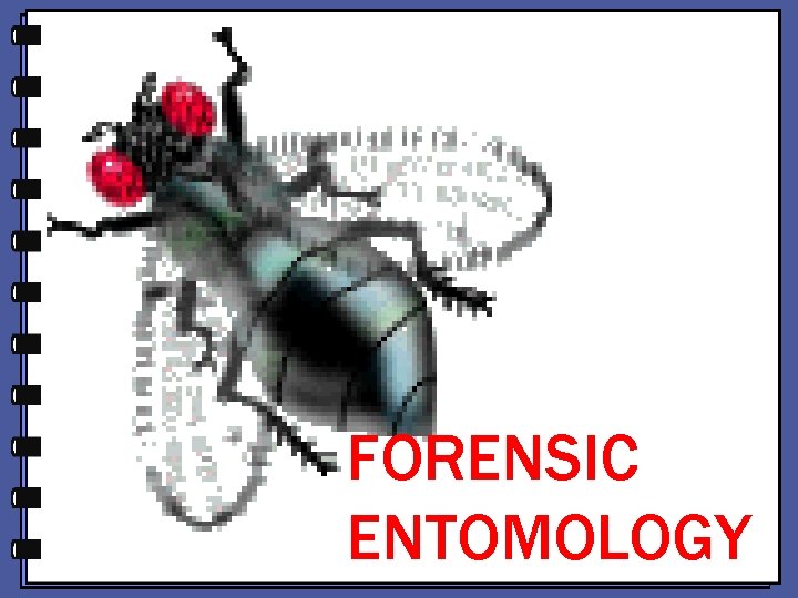 FORENSIC ENTOMOLOGY FORENSIC ENTOMOLOGY