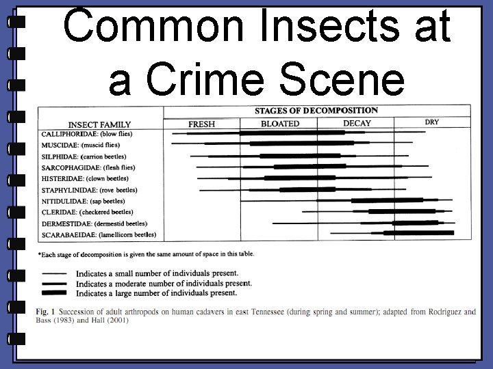 Common Insects at a Crime Scene Common Insects at a Crime Scene