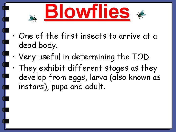 Blowflies • One of the first insects to arrive at a dead body. • Blowflies • One of the first insects to arrive at a dead body. •