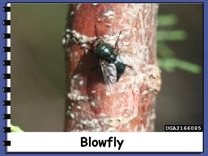 Blowfly Blowfly