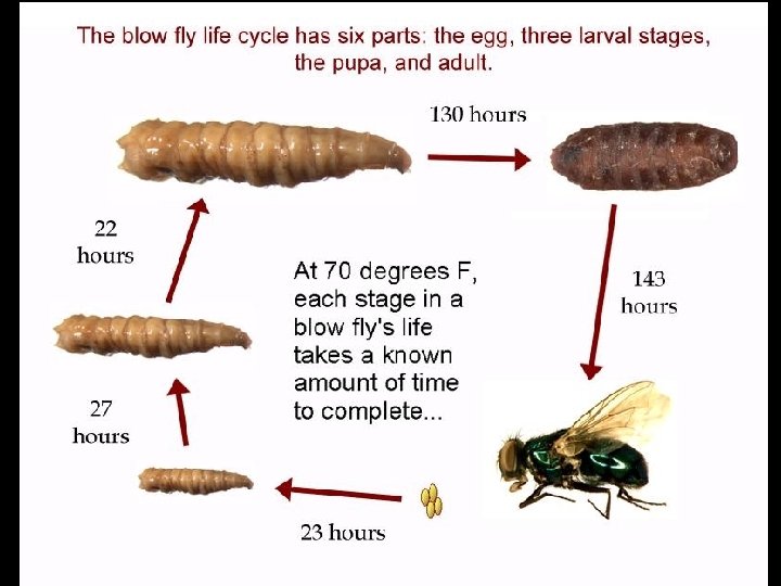 Refer to Fig 11 -17 Page 319 Refer to Fig 11 -17 Page 319
